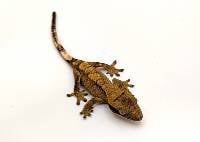 Phantom Brindle CBP-40-0526