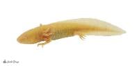 4"+ GFP Golden Albino Axolotl - Ambystoma mexicanum (CBP)
