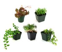 Classroom Terrarium Plant Collection (5 plants)