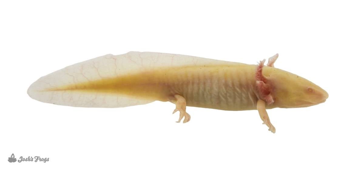 gfp albino axolotl