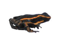 Ameerega trivatatta 'Orange' TADPOLE - Three Striped Poison Arrow Frog