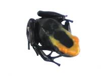 Dendrobates tinctorius 'Lorenzo' TADPOLE - Dyeing Poison Arrow Frog