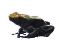 Dendrobates tinctorius 'Lorenzo' (Captive Bred) - Dyeing Poison Arrow Frog