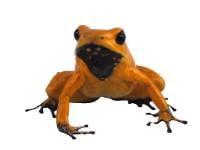 Phyllobates terribilis 'Orange Black Foot' (Captive Bred) | Golden Poison Dart Frog