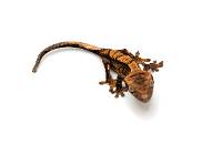 Flame CBP-07-0526