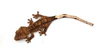 Brindle CBP-08-0526