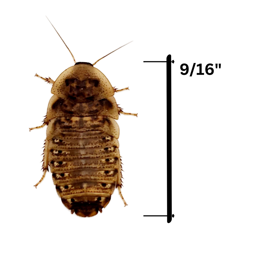 9/16" Medium Dubia Roaches (5000 count)