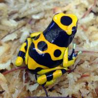 Dendrobates leucomelas '1995 Import' TADPOLE - Dyeing Poison Arrow Frog
