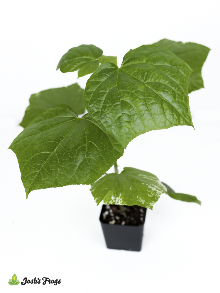 Abelmoschus manihot 'Aunt Lilli's' South Sea Salad Tree