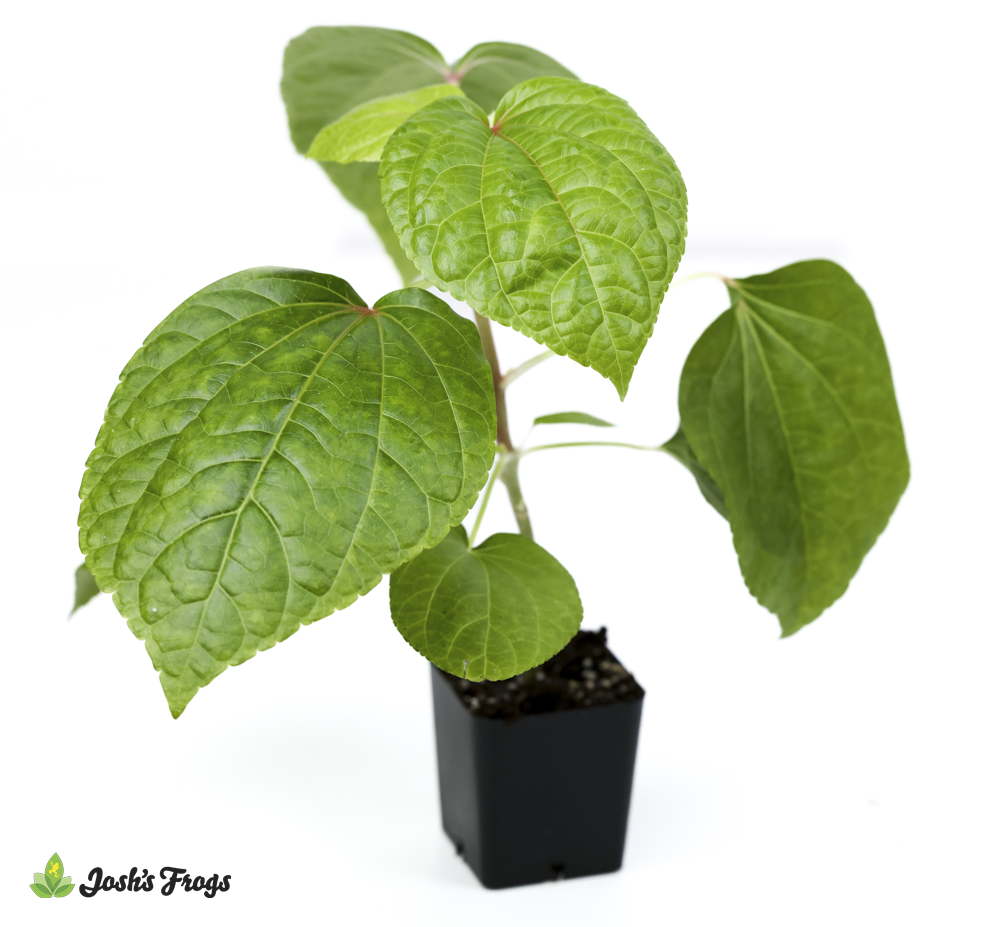 Abelmoschus manihot 'Kiko's Crump' South Sea Salad Tree