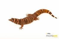 Barbour's Least Gecko - Sphaerodactylus torrei (Captive Bred)