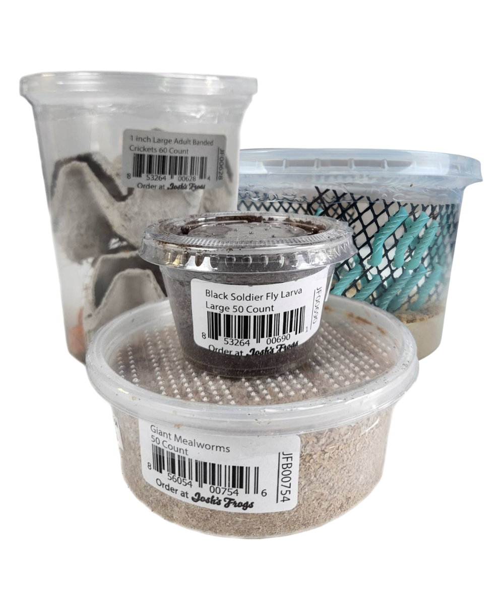 Josh's Frogs Adult Fat Tail Gecko Feeder Bundle