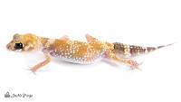 Adult Female Australian Barking Gecko - Underwoodisaurus milii (Captive Bred)