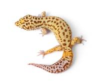 Adult Radar Leopard Gecko - Eublepharis macularius (Captive Bred)