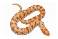 Albino Anaconda Hognose Snake - Heterodon nasicus (Captive Bred)