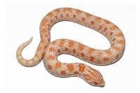 Albino Anaconda Het Axanthic (Het Snow) Hognose Snake - Heterodon nasicus | MALE (Captive Bred)
