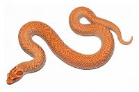Red Albino Super Anaconda Hognose Snake - Heterodon nasicus (Captive Bred)