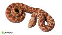 Albino Hognose Snake - Heterodon nasicus (Captive Bred)