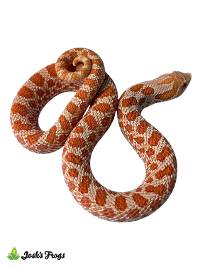 Albino Hognose Snake - Heterodon nasicus | MALE (Captive Bred)
