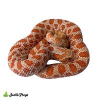 Albino Hognose Snake - Heterodon nasicus | FEMALE (Captive Bred)