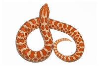 Red Albino Hognose Snake - Heterodon nasicus | FEMALE (Captive Bred)