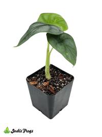 Alocasia baginda 'Silver Dragon'