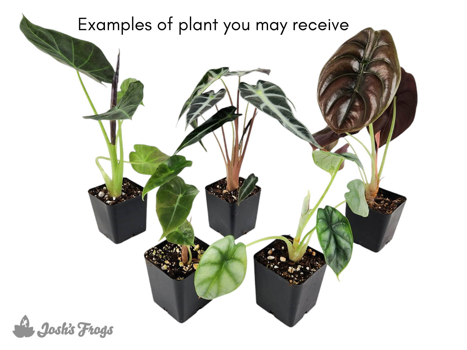 Alocasia spp. (Grower's Choice)