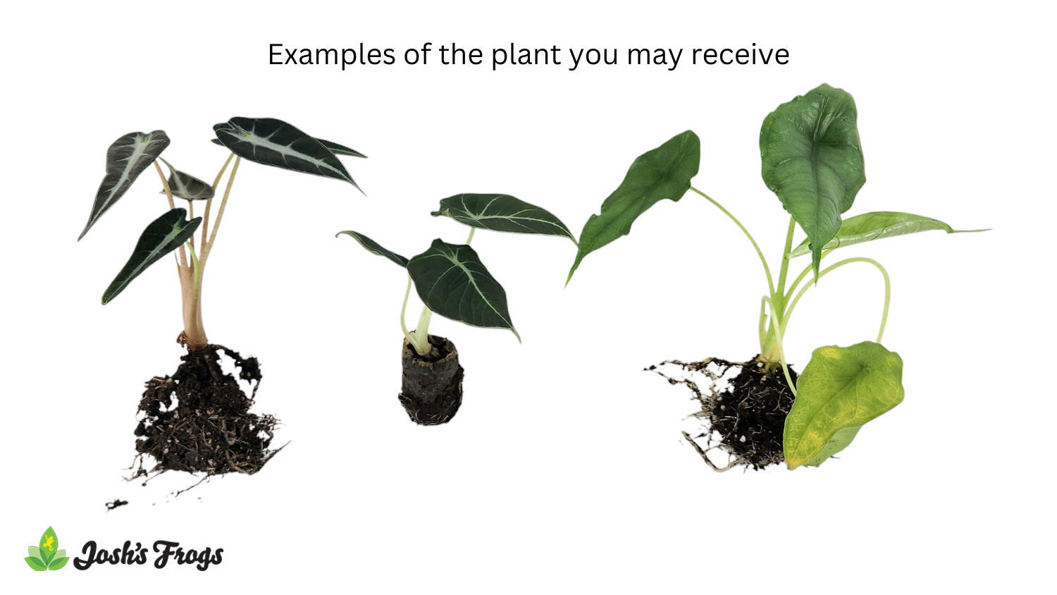 Alocasia spp. - Grower's Choice (Rooted Plug)