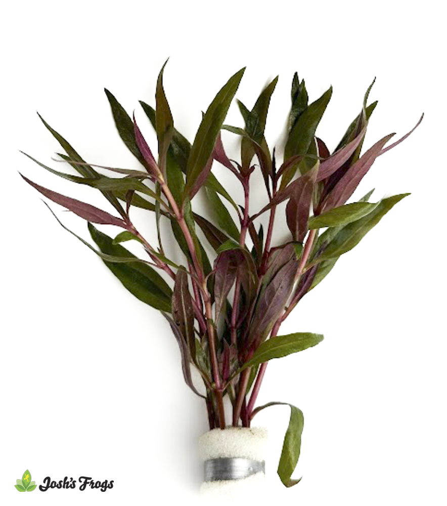 Alternanthera reineckii 'Red' (Bunches)