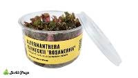 Alternanthera reineckii 'Rosanervig' (In-Vitro Tissue Culture)