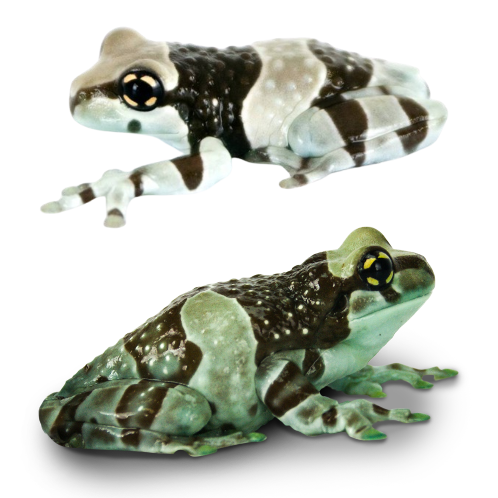 Milk Frogs