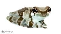 Amazon Milk Frog - Trachycephalus resinifictrix (Captive Bred)