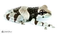 Amazon Milk Frog - Trachycephalus resinifictrix TADPOLE (Captive Bred)