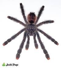 Amazonian Pink Toe Tarantula - Avicularia juruensis M2 | 2.5 inch (Captive Bred)