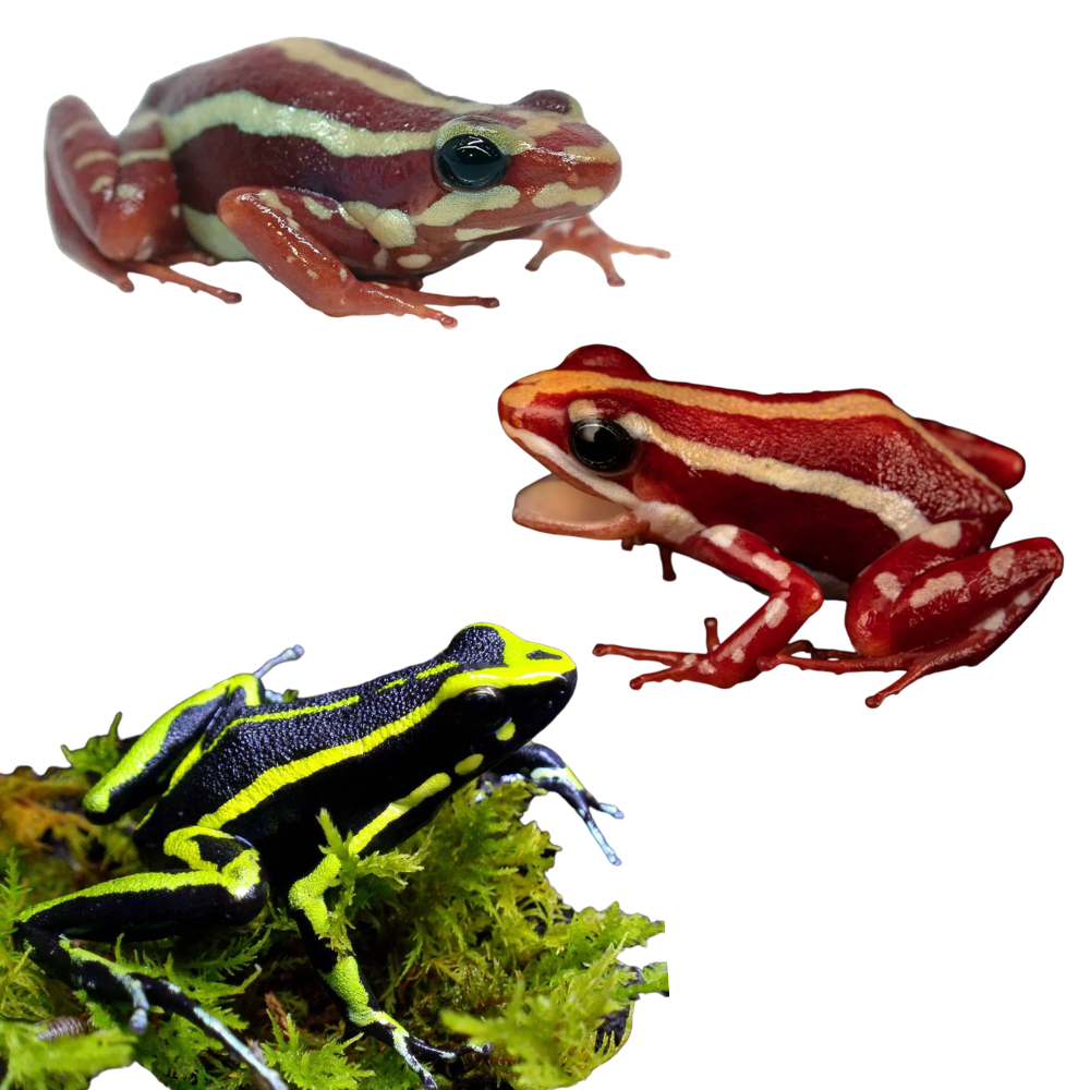 Ameerega & Epipedobates