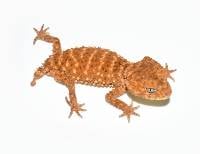 Adult Female Centralian Rough Knob-Tailed Gecko - Nephrurus amyae (Captive Bred)