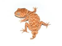 Adult Male Centralian Rough Knob-Tailed Gecko - Nephrurus amyae (Captive Bred)