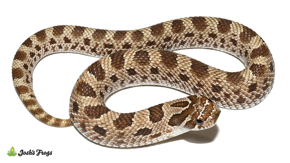 Anaconda Hognose Snake - Heterodon nasicus (Captive Bred)