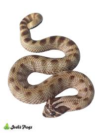 Anaconda Hognose Snake - Heterodon nasicus | MALE (Captive Bred)