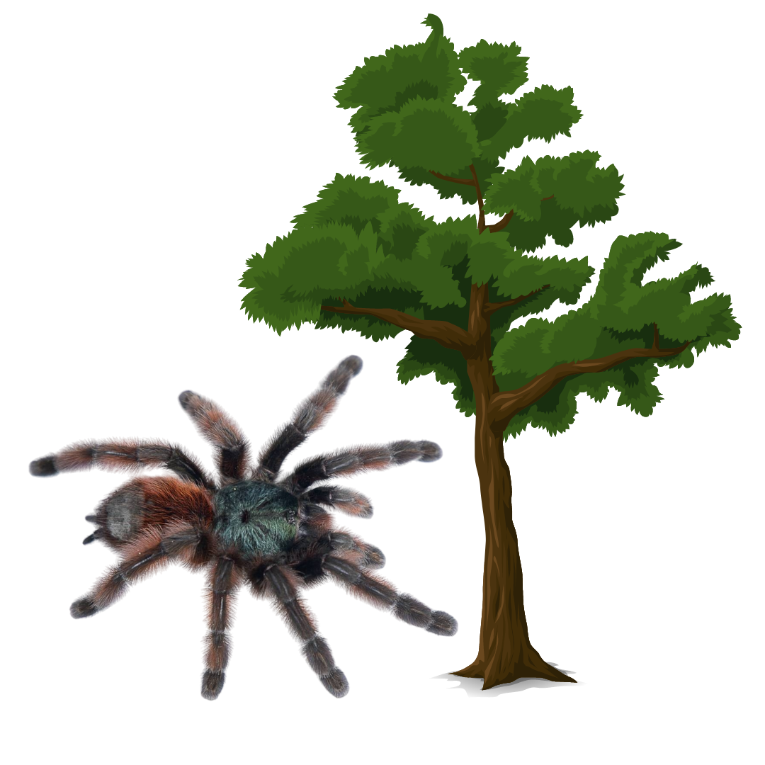 Arboreal Tarantulas