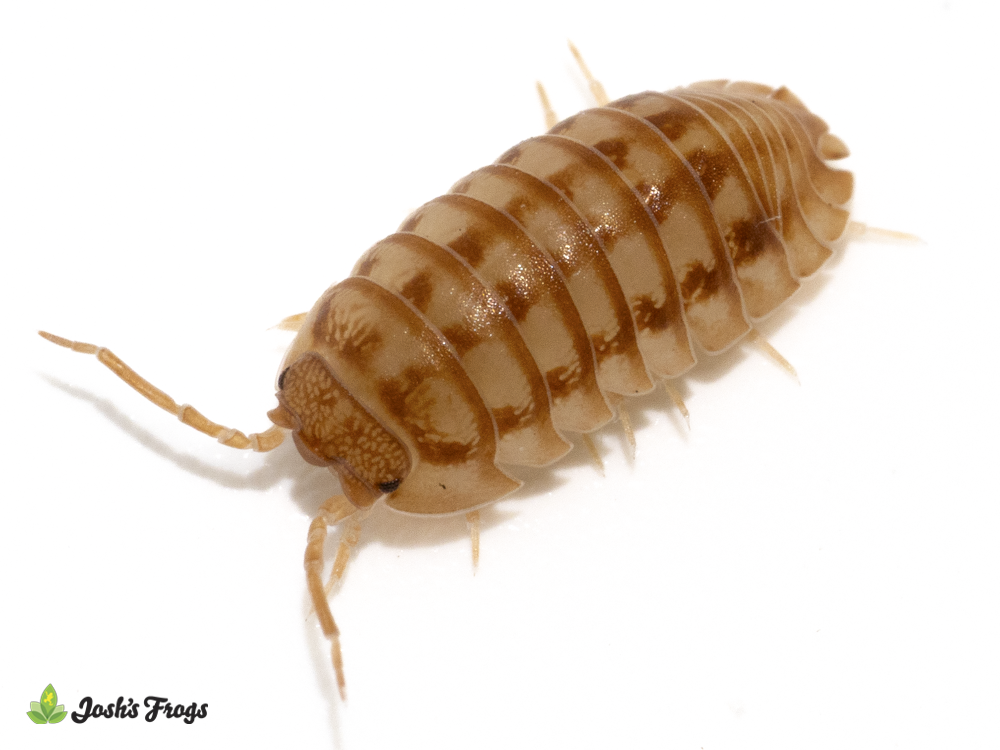Armadillidium nasatum 'Orange' Isopods (10 count)