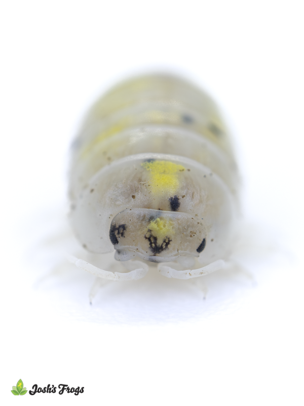 Armadillidium vulgare 'Japanese Magic Potion' Isopods (10 Count)
