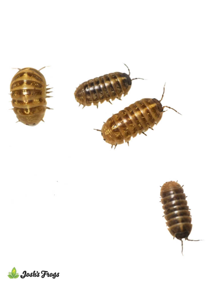 Armadillidium vulgare 'Punta Cana' Isopods (10 Count)