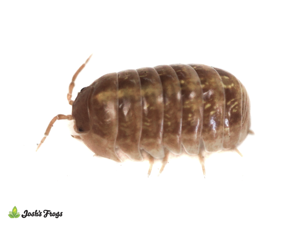 Armadillidium vulgare 'Tangerine' Isopods (10 Count)