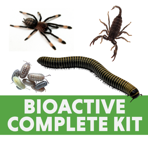 Josh's Frogs Arthro-Pod Bioactive Habitat Kit | 3x3x5 inch