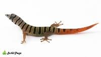Ashy Gecko - Sphaerodactylus elegans | Unsexed (Captive Bred)