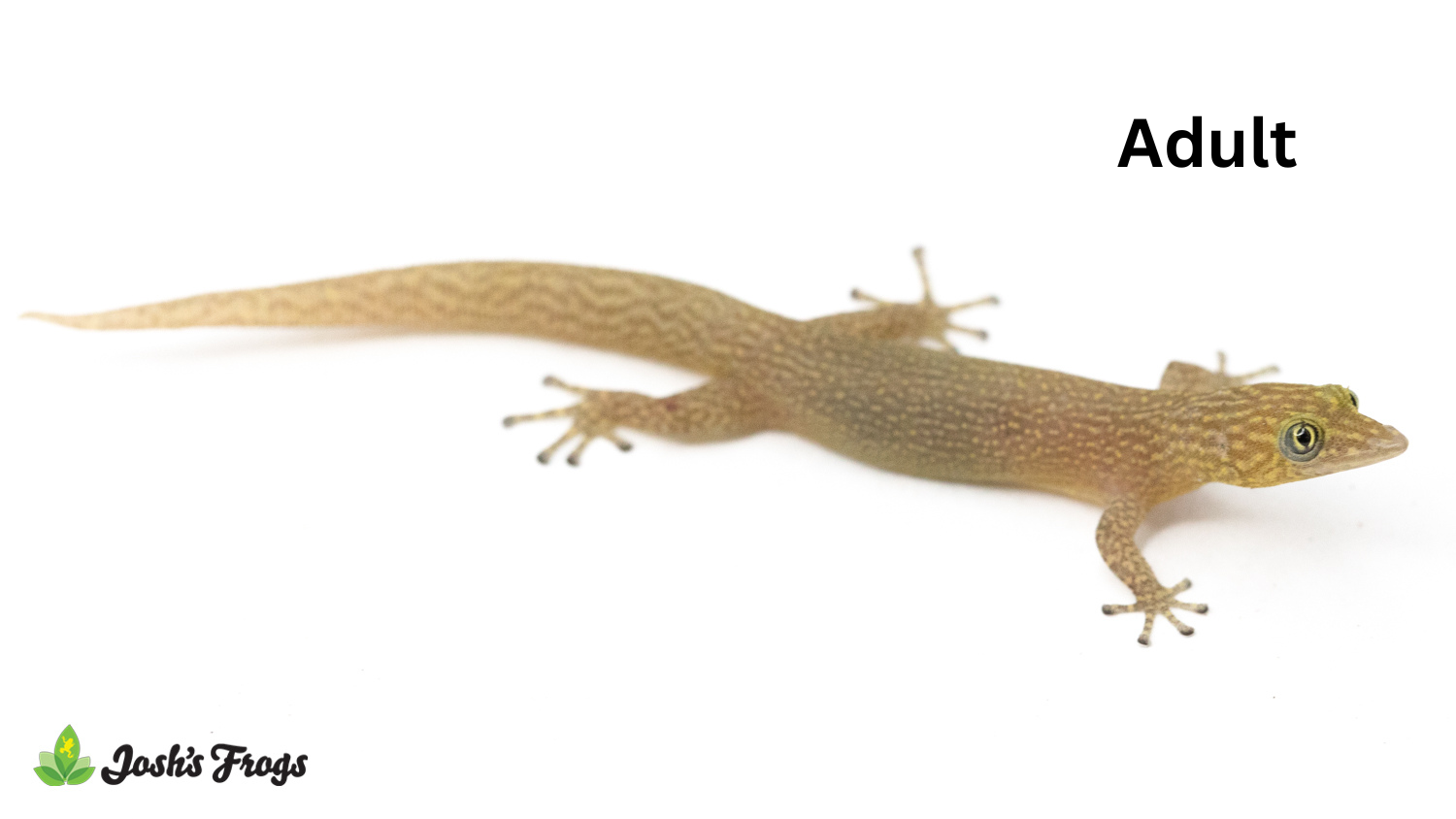 Ashy Gecko - Sphaerodactylus elegans | Male (Captive Bred)