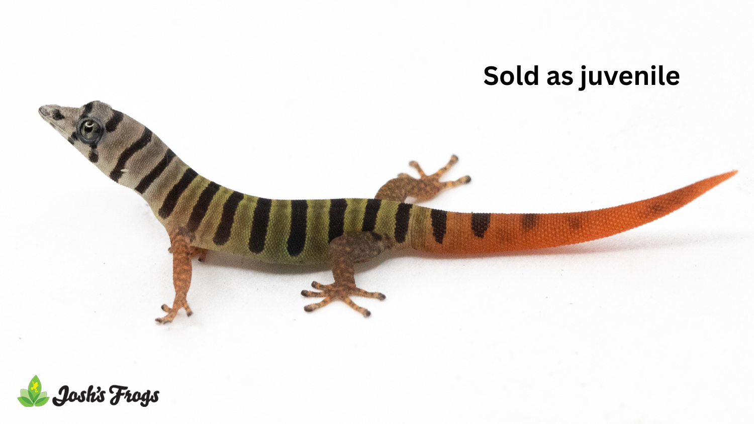 Ashy Gecko - Sphaerodactylus elegans | Unsexed (Captive Bred)