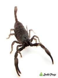 Asian Forest Scorpion - Heterometrus silenus SCORPLING (Captive Bred)