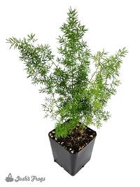 Asparagus meyeri ‘Foxtail Fern’
